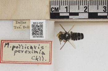 Media type: image;   Entomology 785981 Aspect: Labels